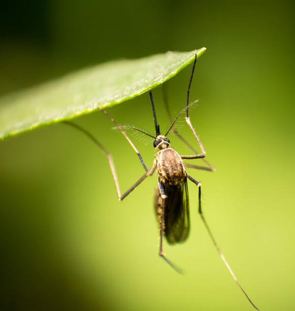 mosquito control backyard Ottawa